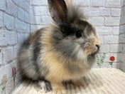 アンゴララビット