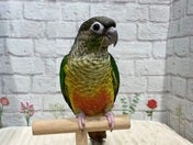 ホオミドリアカオウロコインコ ヒナ
