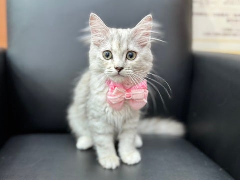 撮影中もゴロゴロ甘えん坊ちゃんでした♥️（2025.4/28撮影📸）