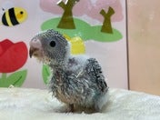 セキセイインコ ヒナ