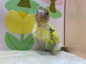 セキセイインコ ヒナ