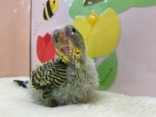 セキセイインコ ヒナ