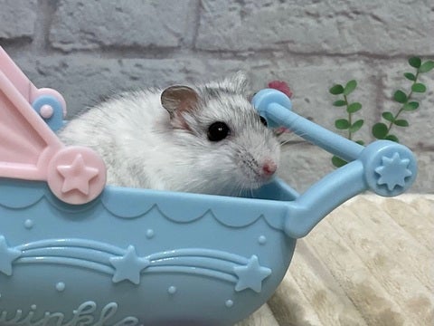 4/28撮影　※写真はイメージです