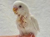 セキセイインコ ヒナ