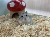 サファイアブルーハムスター
