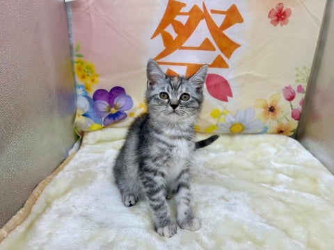 【2025/04/28撮影】おでこの模様がチャームポイントです✨