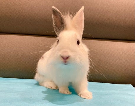 耳の間のホワホワ毛がチャームポイント💕