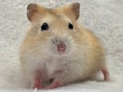 イエロージャンガリアンハムスター