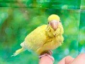 セキセイインコ ヒナ