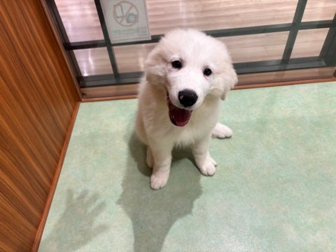 【2025/4/28撮影】とっても良い子に成長中🩵