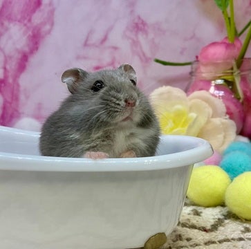 護りたい、この瞳