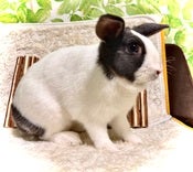 ウサギ系その他