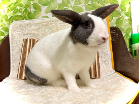 プロペラお耳が大変にキュート💕