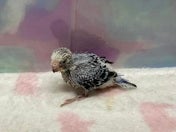 セキセイインコ ヒナ