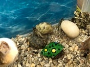 オカヤドカリ