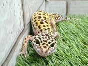 ヒョウモントカゲモドキ