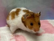 ゴールデンハムスター