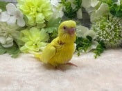 セキセイインコ ヒナ