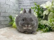 ネザーランドドワーフラビット