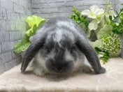ロップイヤーラビット