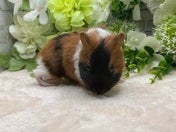 ショートモルモット