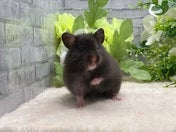 長毛ハムスター