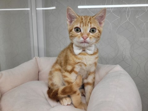 2025/04/28撮影　甘ったれな男の子だよ💛