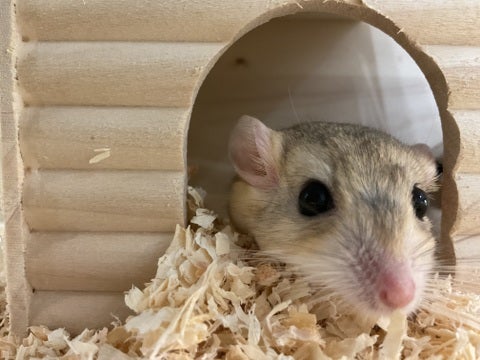 やっほー！