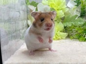 ゴールデンハムスター