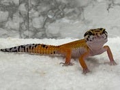 ヒョウモントカゲモドキ