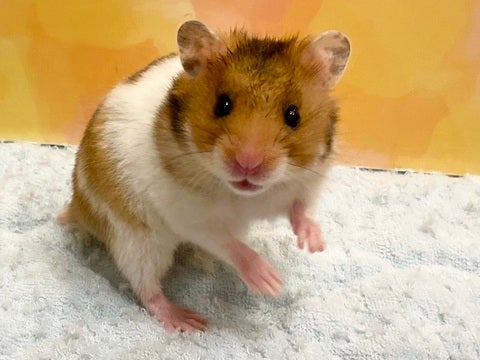 キョトン顔が可愛すぎます🫶✨