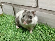 ハムスター系その他
