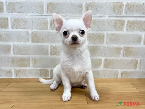 2025/4/29更新　おすわり💕