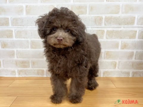 2025/4/29更新　チョコレート色のトイプーちゃん💛