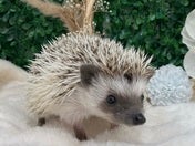 ピグミーヘッジホッグ (色変わり)