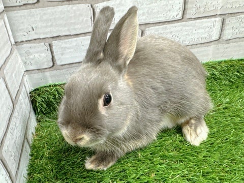 3/7撮影🌟ナデナデできます！