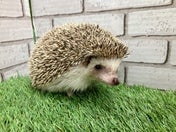 ピグミーヘッジホッグ (ノーマル)