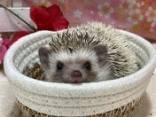 ピグミーヘッジホッグ (色変わり)