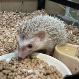 ピグミーヘッジホッグ (シナモン)