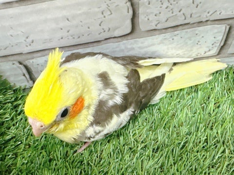 4/28撮影🌟