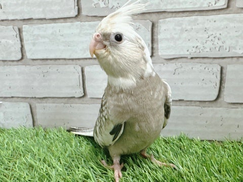 4/27撮影🌟