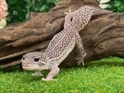 ヒョウモントカゲモドキ