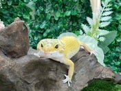 ヒョウモントカゲモドキ