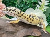 ヒョウモントカゲモドキ