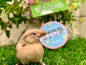 ブンチョウ ヒナ (シナモン)
