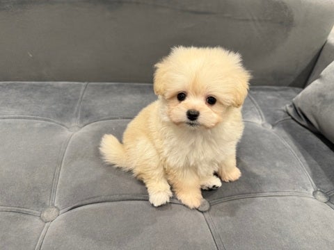 4/29撮影　愛嬌たっぷりな仔です💕