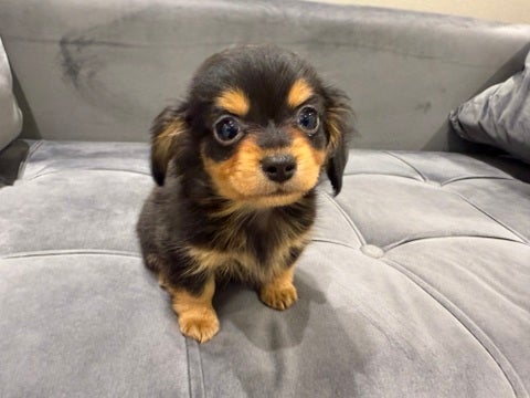 4/29撮影　可愛いすぎるチワックスちゃん💕