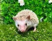 ピグミーヘッジホッグ (シナモン)