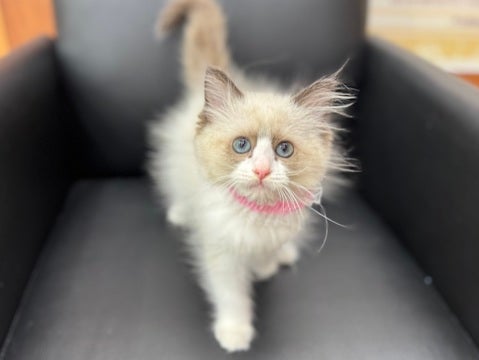 ピンクのお鼻が可愛い💕（2025.4/30撮影📸）