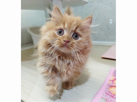 4/30撮影　ぽてぽてしたフォルムがとにかく可愛いすぎます💕